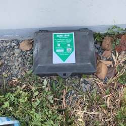 Dịch vụ diệt chuột