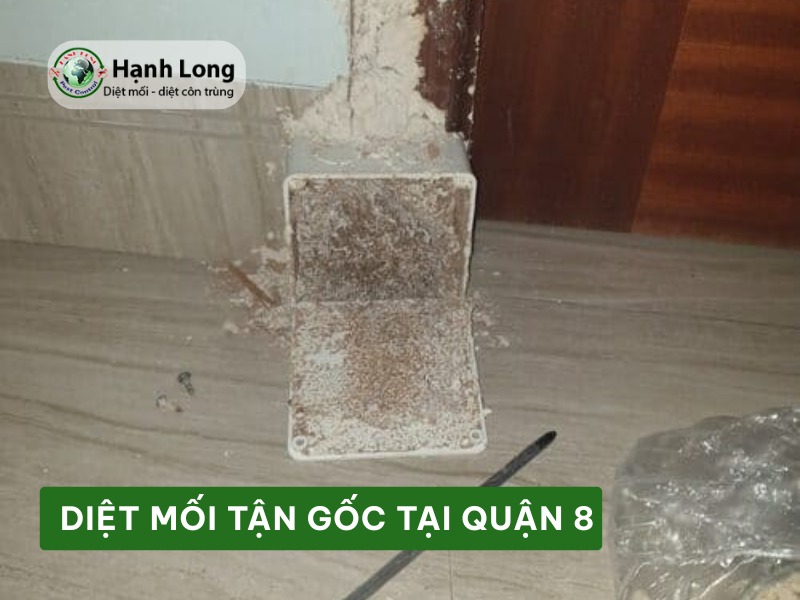 Diệt Mối Tận Gốc Tại Quận 8 – Cam kết sạch mối