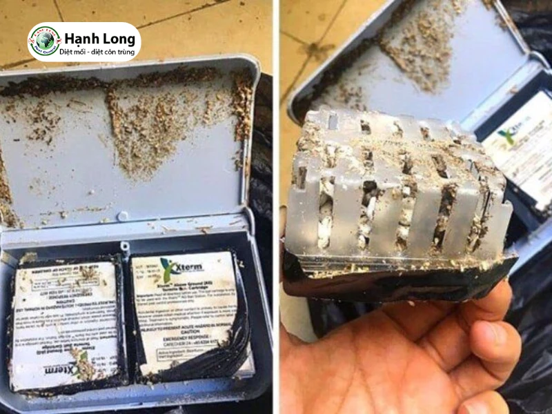 đơn vị diệt mối cho khách sạn 