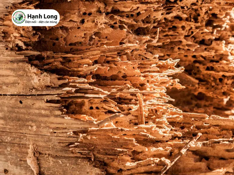 cách trị mối mọt trên gỗ