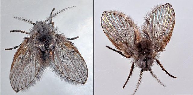 3 Cách diệt ruồi cánh bướm trong nhà vệ sinh hiệu quả tận gốc