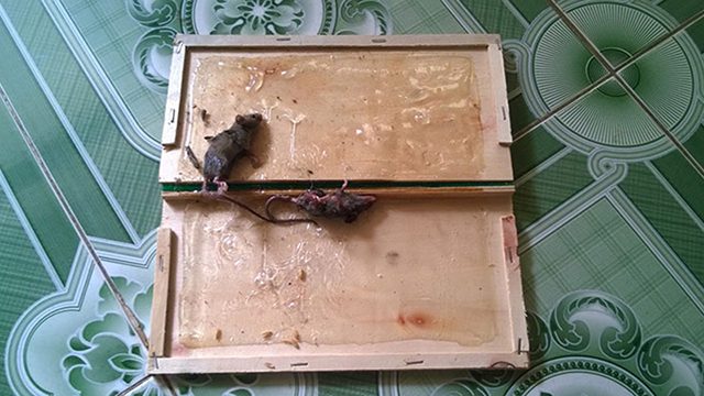 Cách đuổi chuột trên trần nhà bằng keo dính chuột