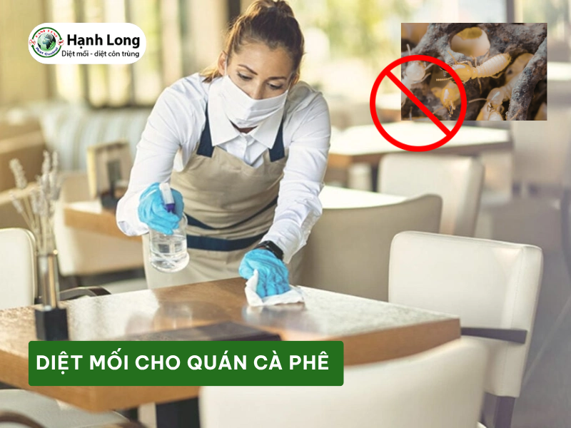 Diệt mối cho quán cà phê