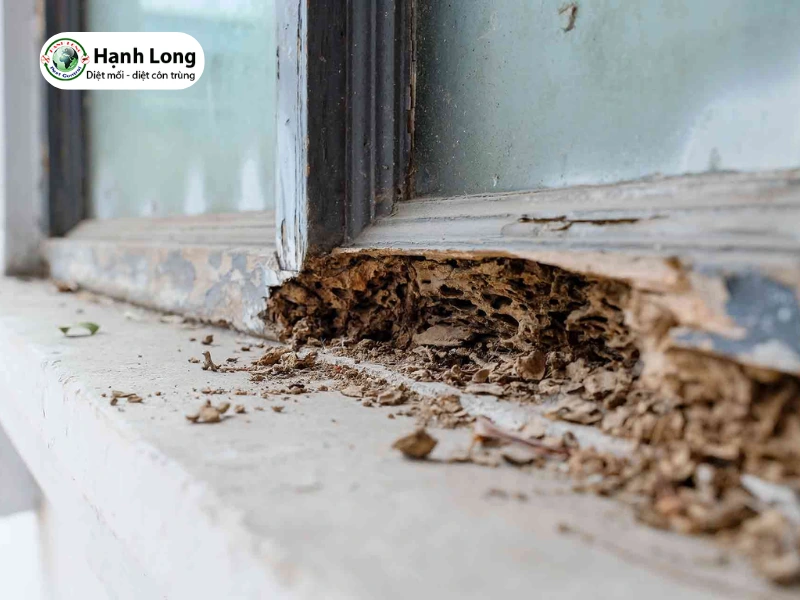 diệt mối cho quán cà phê