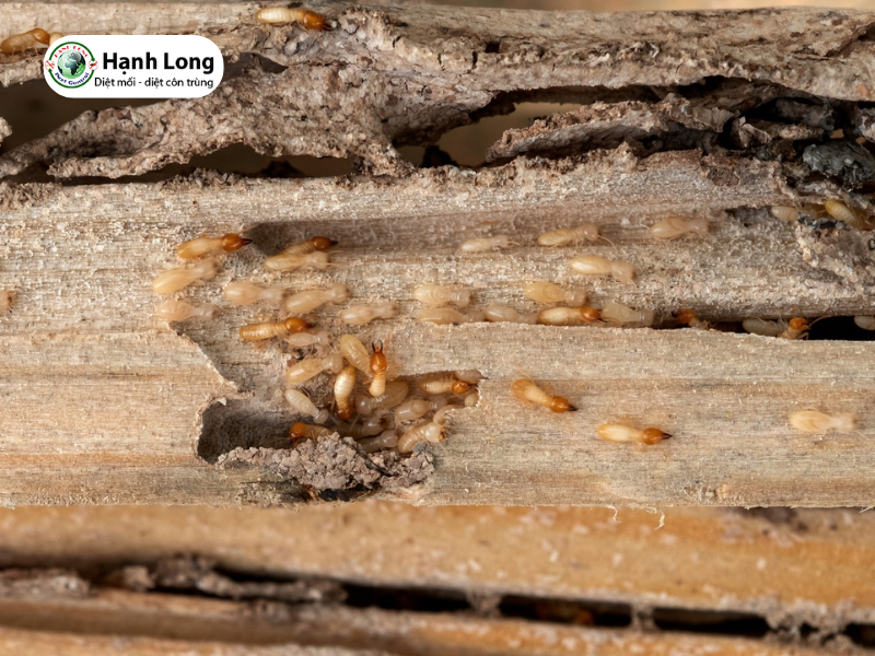11 cách trị mối gỗ an toàn, nhanh chóng tại nhà 