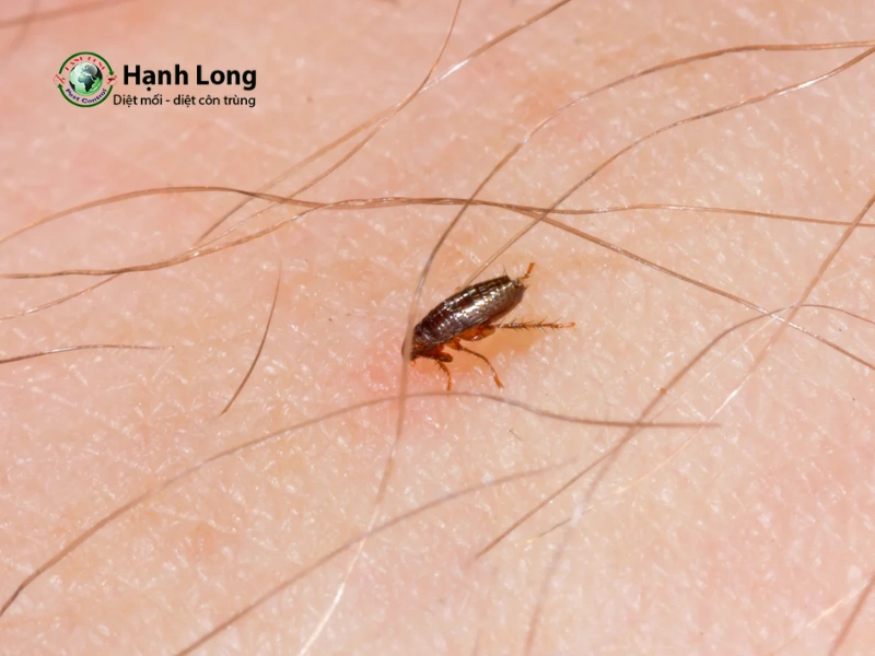dịch vụ diệt bọ chét