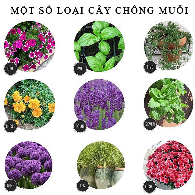 cay-duoi-muoi-loai-nao-tot-1