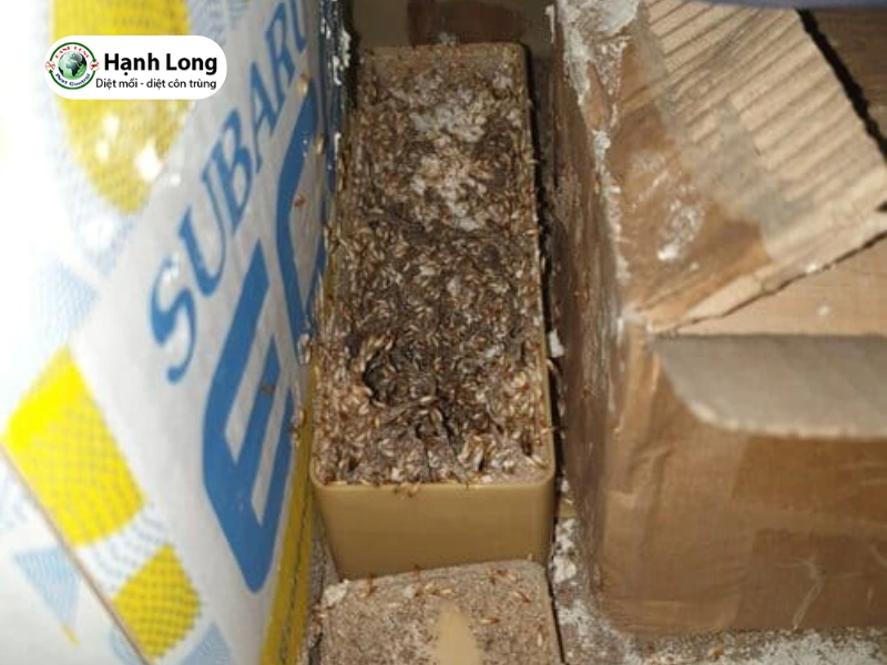 diệt mối tại tân bình