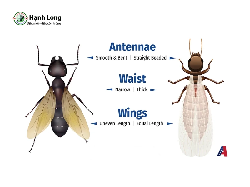 hình ảnh con mối cánh