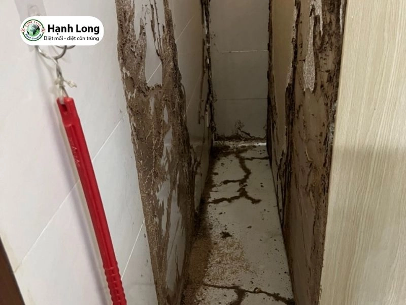 Các lưu ý an toàn bắt buộc khi thực hiện diệt mối tại nhà