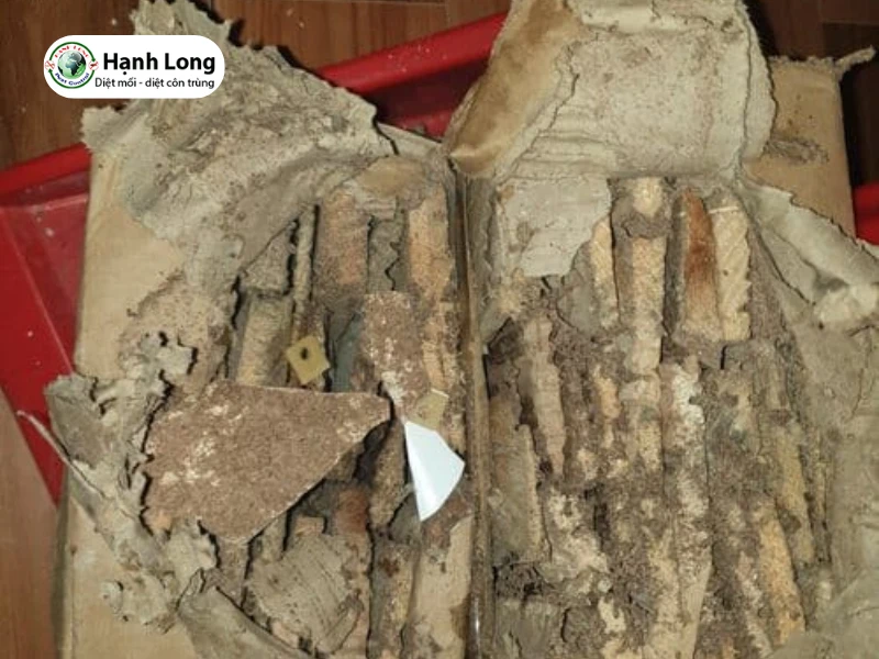 diệt mối quận tân bình