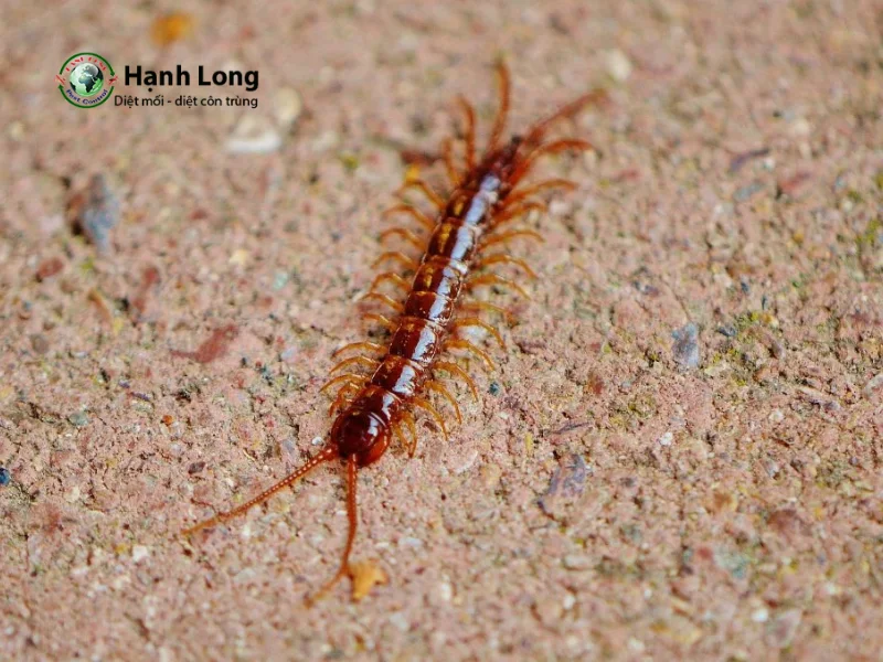 công ty diệt rết