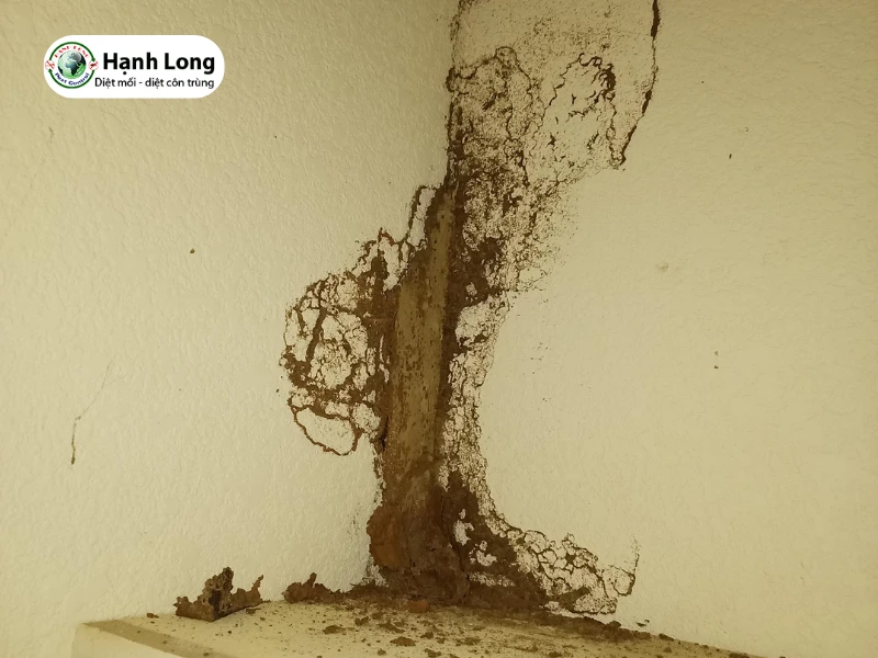 cách diệt mối ăn tường nhà