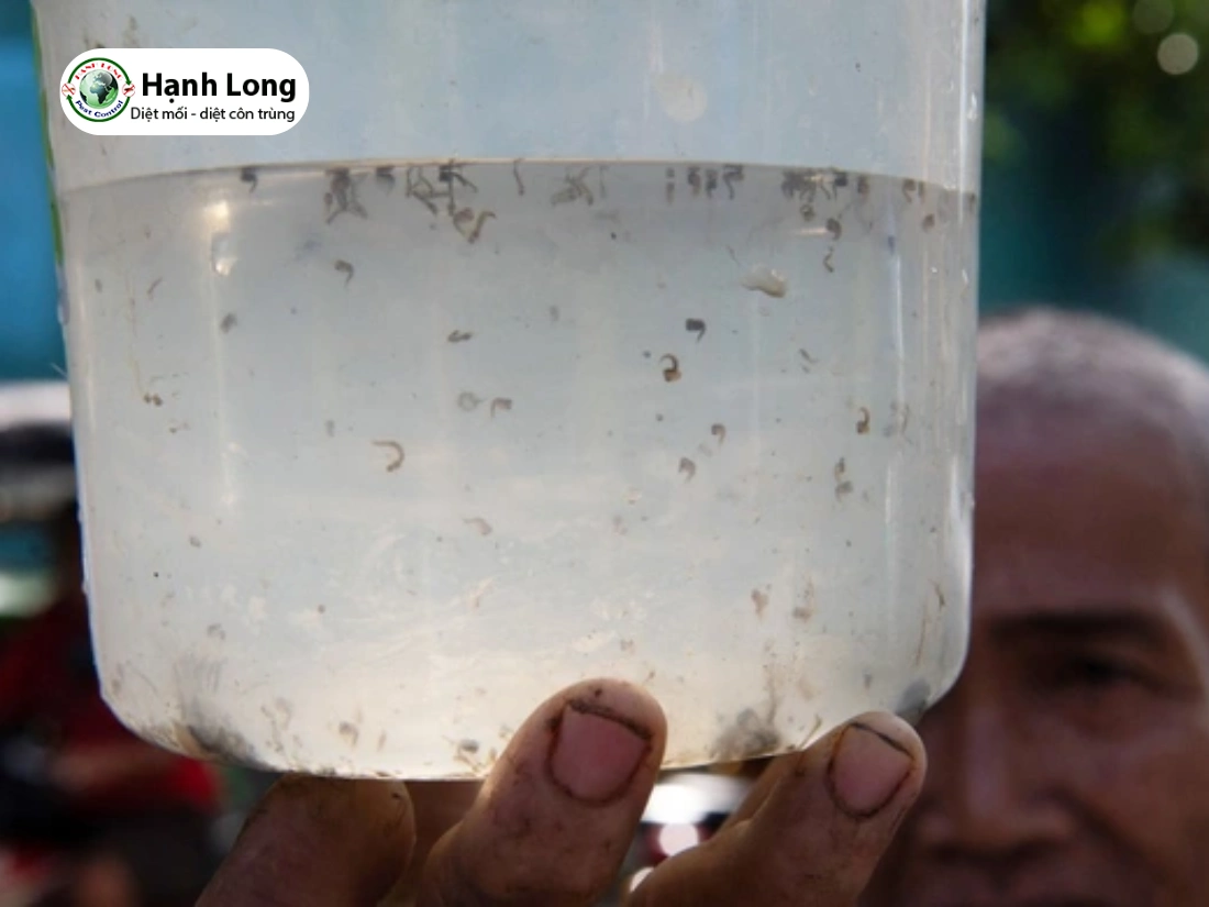 cách diệt kiến ba khoang đuôi nhọn