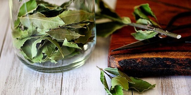 Cách trị gián trong tủ quần áo bằng lá nguyệt quế