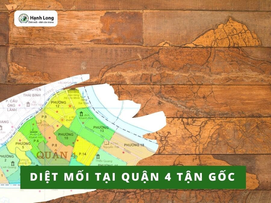 Diệt Mối Tại Quận 4 Giá Rẻ, Chuyên Nghiệp
