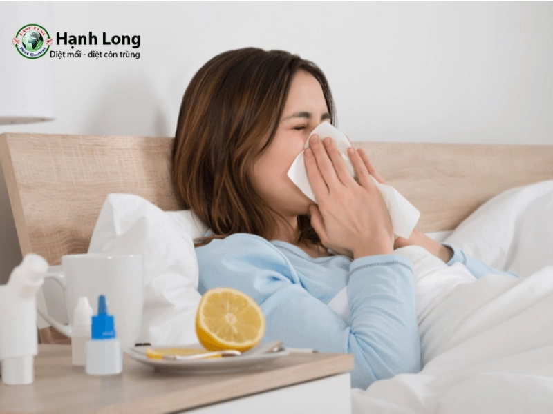 10 Tác hại của mối đối với công trình và sức khỏe