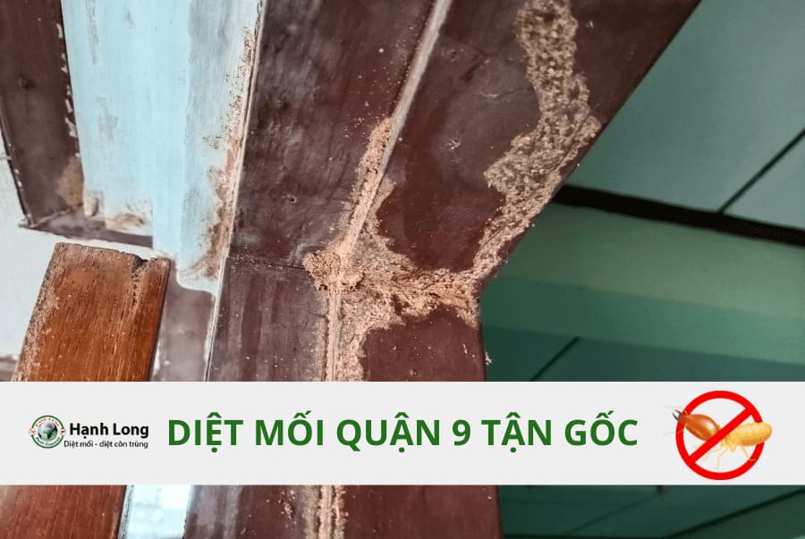 Diệt mối tại Quận 9 tận gốc, giá tốt
