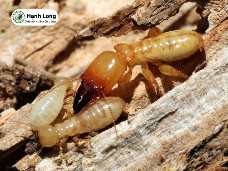 Mối gỗ ẩm: đặc điểm, dấu hiệu và cách diệt nhanh