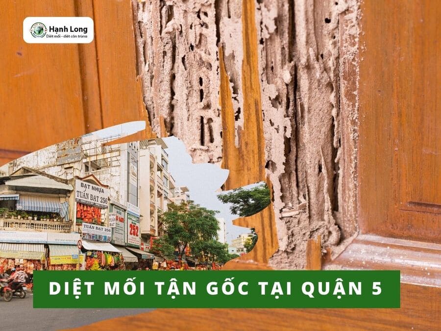 Diệt Mối Tận Gốc Tại Quận 5 Giá Rẻ