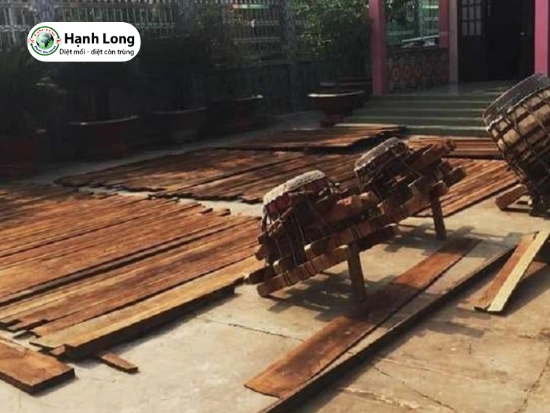 cách trị mối mọt ăn gỗ