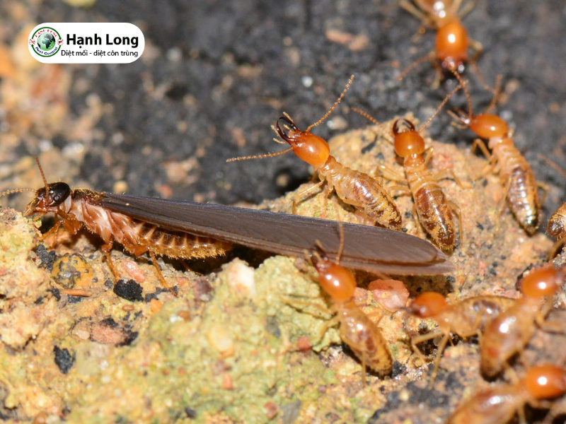 10 cách diệt mối cánh bay vào nhà nhanh, hiệu quả