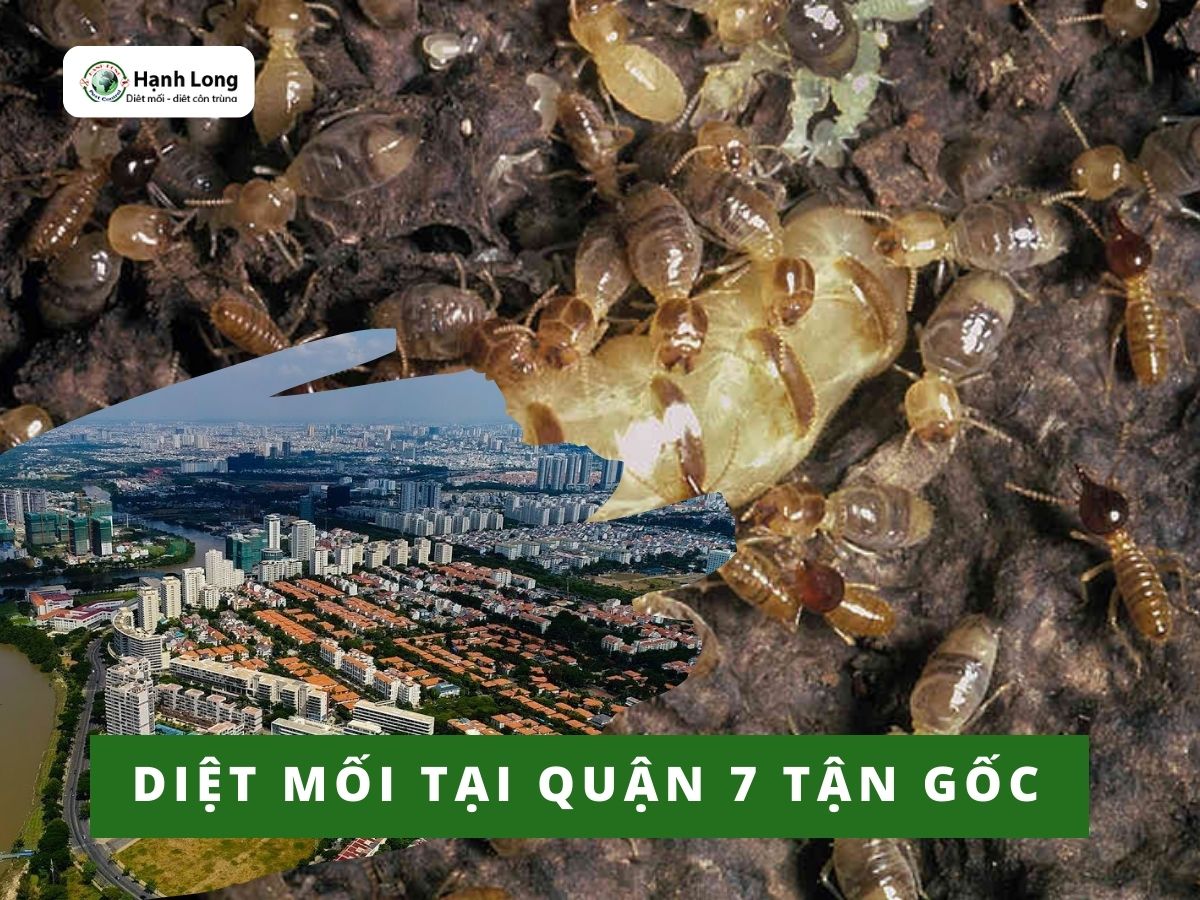 Dịch Vụ Diệt Mối Tại Quận 7 Tận Gốc, Chuyên Nghiệp