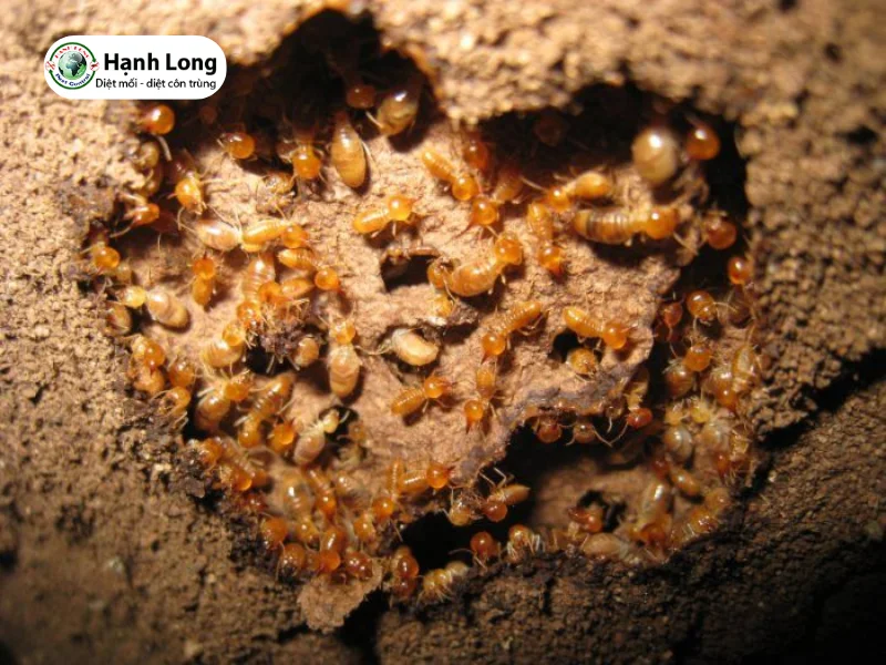 mối có ăn tường không