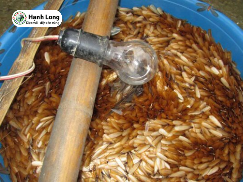 Những bí mật về con mối cánh có thể bạn chưa biết 