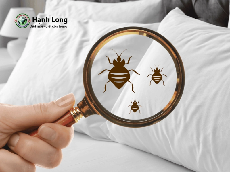 Dịch vụ diệt rệp
