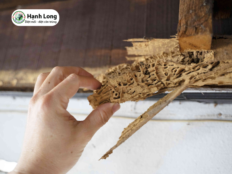 10 Cách diệt mối tủ bếp nhanh, hiệu quả tại nhà 