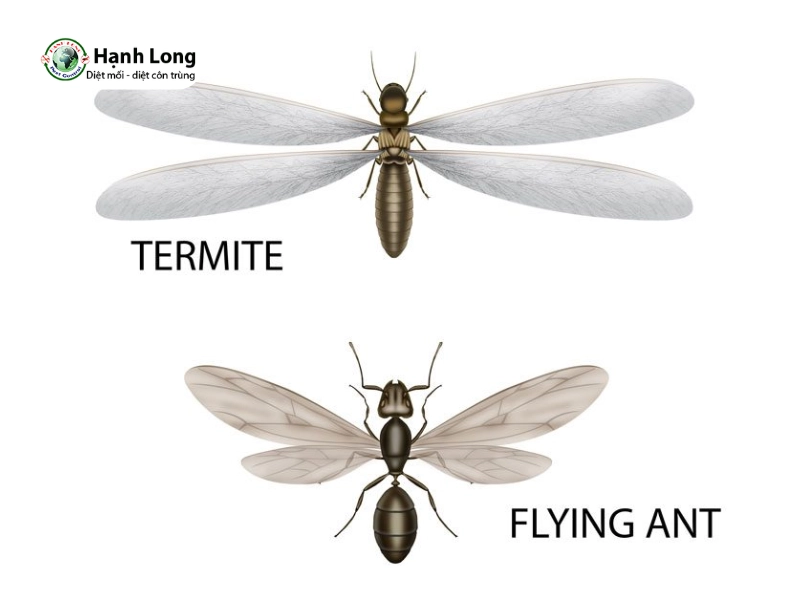 cách tiêu diệt mối cánh