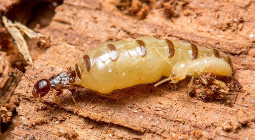 Tình trạng mối tại Cà Mau