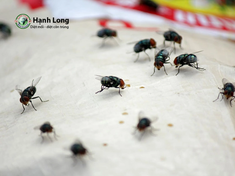 công ty diệt ruồi