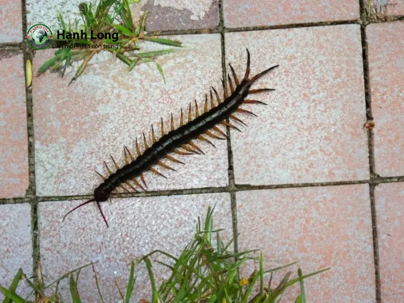 dịch vụ diệt rết