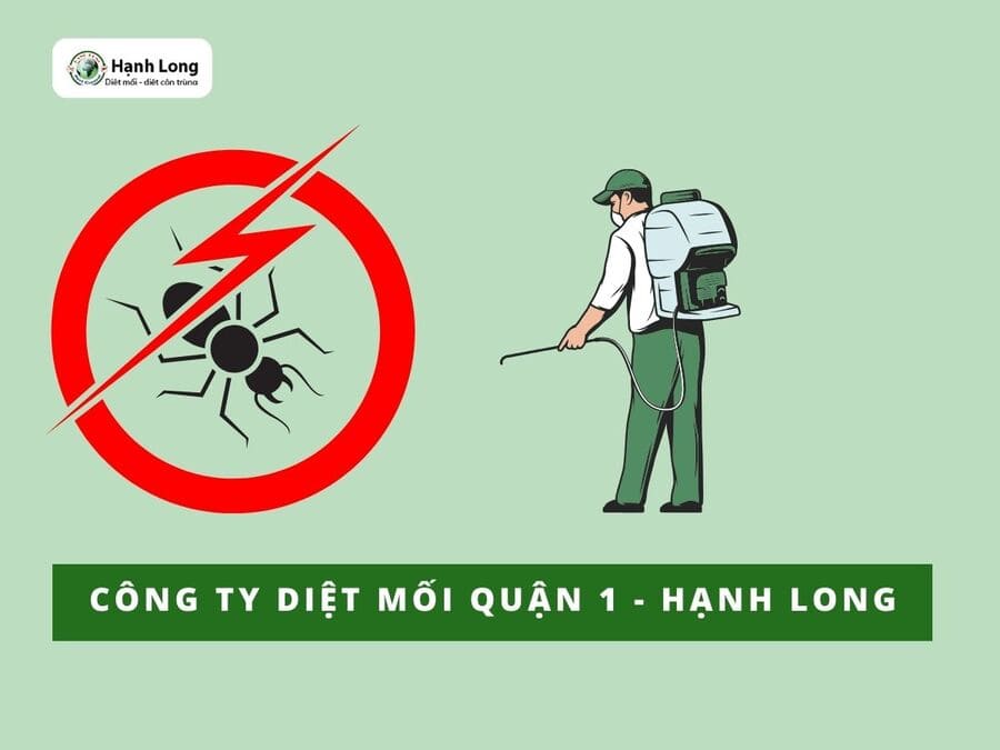 Công ty diệt mối tại quận 1, TPHCM