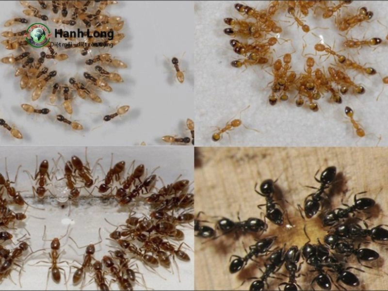 Những lưu ý quan trọng sau khi phun diệt kiến