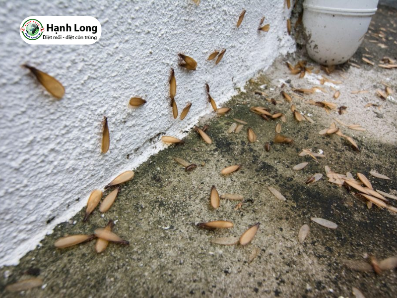 Tại sao mối cánh bay vào nhà - Giải pháp ngăn ngừa