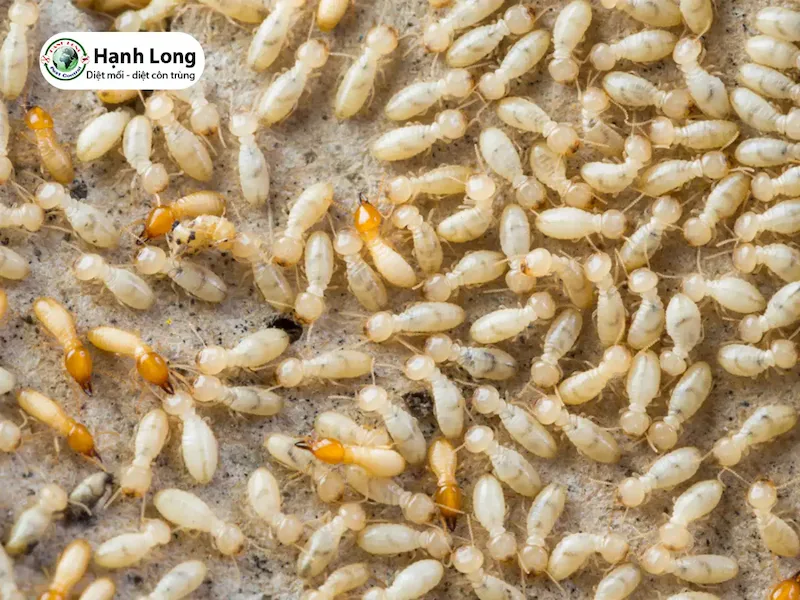 diệt mối nhà mới xây