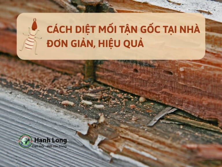 Chia sẻ các cách diệt mối dân gian tự nhiên, không cần thuốc