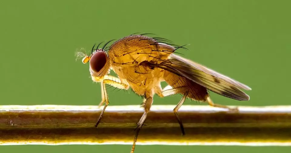 Cách diệt con măn mắt