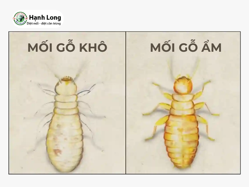 cách diệt mối gỗ khô