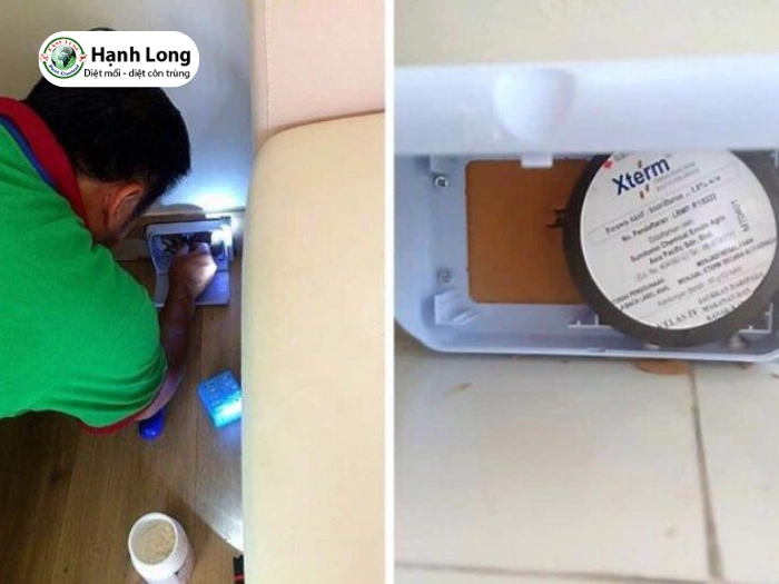 báo giá diệt mối