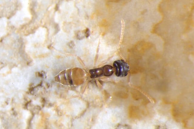 Cách làm bả diệt kiến 1