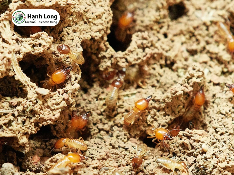 Đánh giá ưu điểm và hạn chế 