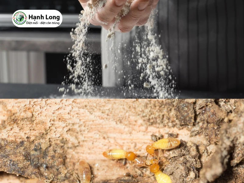 cách diệt mối bằng vôi