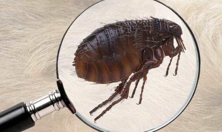 Cách ngăn chặn bọ chét – ve chó lây lan cho thú cưng