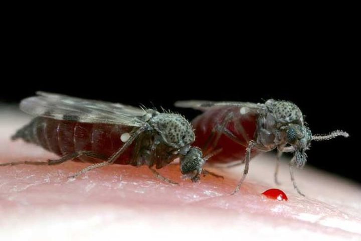 ​​Con măn mắt là gì?