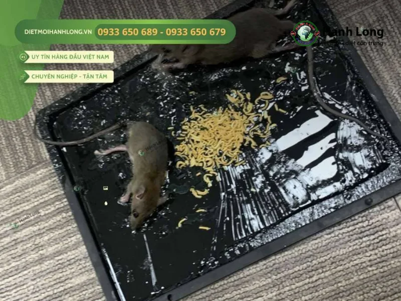 dịch vụ diệt chuột