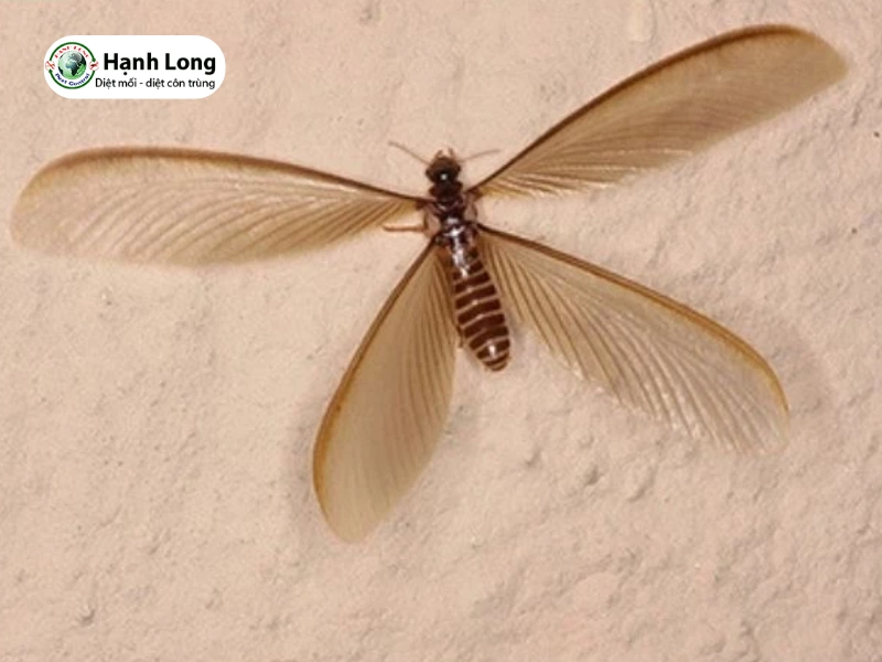 hình ảnh con mối có cánh